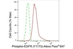 Invitrogen Phospho-EGFR (Tyr1173) Recombinant Rabbit Monoclonal Antibody