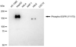 Invitrogen Phospho-EGFR (Tyr1173) Recombinant Rabbit Monoclonal Antibody