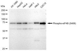 Invitrogen Phospho-eIF4B (Ser406) Recombinant Rabbit Monoclonal Antibody