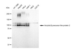 Invitrogen APLP2 Recombinant Rabbit Monoclonal Antibody (23GB1595), Invitrogen