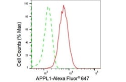 Invitrogen APPL1 Recombinant Rabbit Monoclonal Antibody (23GB1570), Invitrogen