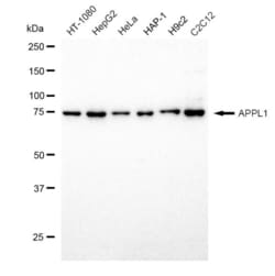 Invitrogen APPL1 Recombinant Rabbit Monoclonal Antibody (23GB1570), Invitrogen