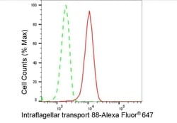 Invitrogen IFT88 Recombinant Rabbit Monoclonal Antibody (23GB4015), Invitrogen