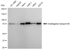 Invitrogen IFT88 Recombinant Rabbit Monoclonal Antibody (23GB4015), Invitrogen