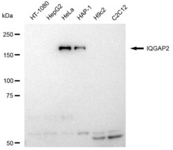 Invitrogen IQGAP2 Recombinant Rabbit Monoclonal Antibody (23GB4020), Invitrogen