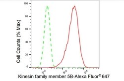 Invitrogen Kinesin 5B Recombinant Rabbit Monoclonal Antibody (23GB4030),