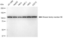 Invitrogen Kinesin 5B Recombinant Rabbit Monoclonal Antibody (23GB4030),
