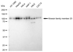 Invitrogen KIF23 Recombinant Rabbit Monoclonal Antibody (23GB4035), Invitrogen