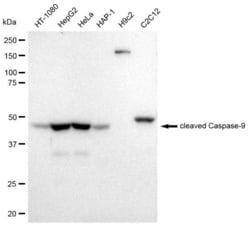 Invitrogen Caspase 9 (Cleaved Asp315) Recombinant Rabbit Monoclonal Antibody