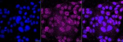 Invitrogen APE1 Recombinant Rabbit Monoclonal Antibody (23GB1220) 20 &mu;L | Buy Online | Invitrogen&trade; | Fisher Scientific