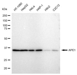 Invitrogen&trade;&nbsp;APE1 Recombinant Rabbit Monoclonal Antibody (23GB1220)