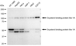 Invitrogen ORP1 Recombinant Rabbit Monoclonal Antibody (23GB4065), Invitrogen