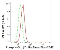 Invitrogen Phospho-SRC (Tyr419) Recombinant Rabbit Monoclonal Antibody