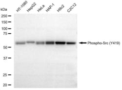 Invitrogen Phospho-SRC (Tyr419) Recombinant Rabbit Monoclonal Antibody