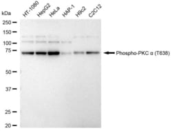Invitrogen Phospho-PKC alpha (Thr638) Recombinant Rabbit Monoclonal Antibody