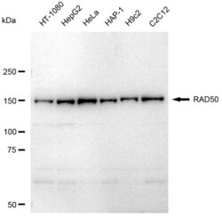 Invitrogen RAD50 Recombinant Rabbit Monoclonal Antibody (23GB4115), Invitrogen