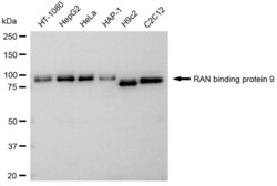 Invitrogen RANBP9 Recombinant Rabbit Monoclonal Antibody (23GB4120), Invitrogen