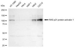 Invitrogen RASA1 Recombinant Rabbit Monoclonal Antibody (23GB4125), Invitrogen