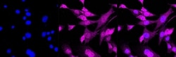 Invitrogen Phospho-SMAD2 (Ser250) Recombinant Rabbit Monoclonal Antibody
