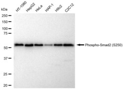 Invitrogen Phospho-SMAD2 (Ser250) Recombinant Rabbit Monoclonal Antibody