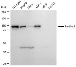 Invitrogen&trade;&nbsp;Sortilin Recombinant Rabbit Monoclonal Antibody (23GB4170)