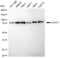 Invitrogen STAT1 Recombinant Rabbit Monoclonal Antibody (23GB4185), Invitrogen