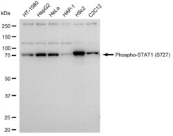 Invitrogen Phospho-STAT1 (Ser727) Recombinant Rabbit Monoclonal Antibody