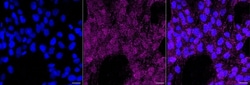 Invitrogen Phospho-STAT3 (Tyr705) Recombinant Rabbit Monoclonal Antibody (23GB4205) 20 &mu;L | Buy Online | Invitrogen&trade; | Fisher Scientific