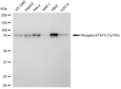 Invitrogen&trade;&nbsp;Phospho-STAT3 (Tyr705) Recombinant Rabbit Monoclonal Antibody (23GB4205)
