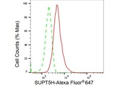Invitrogen SPT5 Recombinant Rabbit Monoclonal Antibody (23GB4220), Invitrogen