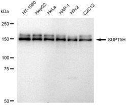 Invitrogen SPT5 Recombinant Rabbit Monoclonal Antibody (23GB4220), Invitrogen