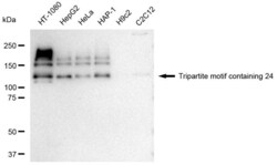Invitrogen TRIM24 Recombinant Rabbit Monoclonal Antibody (23GB4235), Invitrogen