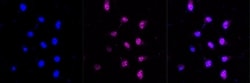 Invitrogen UFC1 Recombinant Rabbit Monoclonal Antibody (23GB4245), Invitrogen
