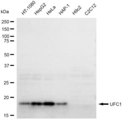Invitrogen UFC1 Recombinant Rabbit Monoclonal Antibody (23GB4245), Invitrogen