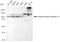Invitrogen USP13 Recombinant Rabbit Monoclonal Antibody (23GB4250) 100 &mu;L | Buy Online | Invitrogen&trade; | Fisher Scientific