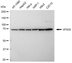 Invitrogen&trade;&nbsp;VPS35 Recombinant Rabbit Monoclonal Antibody (23GB4260)