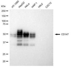Invitrogen CD147 Recombinant Rabbit Monoclonal Antibody (23GB1400), Invitrogen