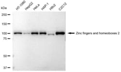 Invitrogen ZHX2 Recombinant Rabbit Monoclonal Antibody (23GB4270), Invitrogen