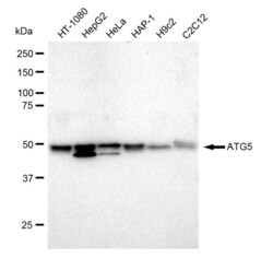 Invitrogen ATG5 Recombinant Rabbit Monoclonal Antibody (23GB1870), Invitrogen