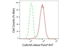 Invitrogen Cullin 4A Recombinant Rabbit Monoclonal Antibody (23GB790),