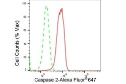 Invitrogen Caspase 2 Recombinant Rabbit Monoclonal Antibody (23GB4375),