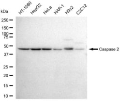 Invitrogen Caspase 2 Recombinant Rabbit Monoclonal Antibody (23GB4375),