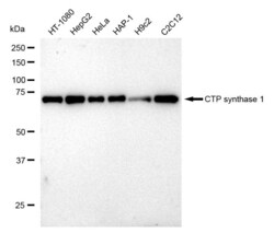 Invitrogen CTPS Recombinant Rabbit Monoclonal Antibody (23GB1685), Invitrogen