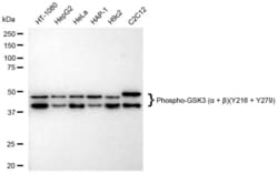 Invitrogen Phospho-GSK3 alpha/beta (Tyr216, Tyr279) Recombinant Rabbit