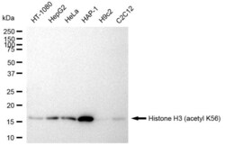 Invitrogen H3K56ac Recombinant Rabbit Monoclonal Antibody (23GB4395), Invitrogen