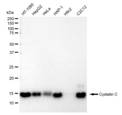 Invitrogen Cystatin C Recombinant Rabbit Monoclonal Antibody (23GB1845),