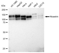 Invitrogen Nicastrin Recombinant Rabbit Monoclonal Antibody (23GB1040),