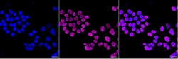 Invitrogen H3K18ac Recombinant Rabbit Monoclonal Antibody (23GB4465) 20 &mu;L | Buy Online | Invitrogen&trade; | Fisher Scientific