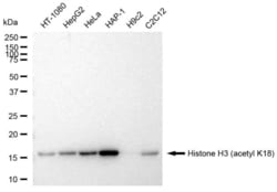 Invitrogen&trade;&nbsp;H3K18ac Recombinant Rabbit Monoclonal Antibody (23GB4465)