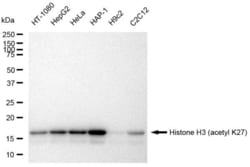 Invitrogen H3K27ac Recombinant Rabbit Monoclonal Antibody (23GB4480), Invitrogen